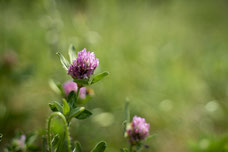 53mm, f2.8 tolles Bokeh