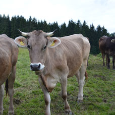 Allgäuer Kuh mit Hörner