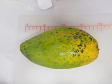 追熟約12日目