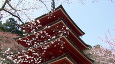 五重塔と桜、絵になります