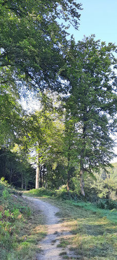 Pfade auf dem Deilbachsteig