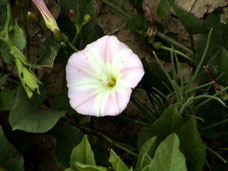 This is a picture of bindweed