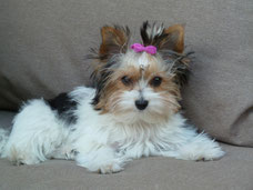 Biewer Yorkshire Terrier Biewer Yorkshire Terrier Pups En