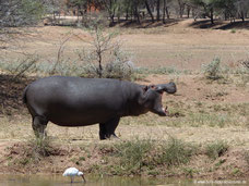 Mt. Etjo Safari Lodge - Nilpferd