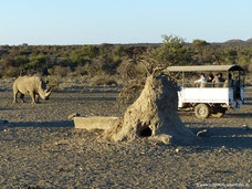 Mt. Etjo Wildreservat - Duell zwischen Nashorn und Jeep