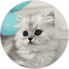 繁殖猫種・ペルシャ｜仔猫のお部屋へリンク画像2