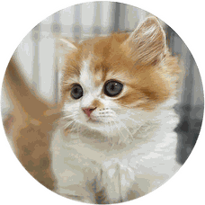 繁殖猫種・ミヌエット｜仔猫のお部屋へリンク画像1
