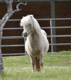 Sa mère, Roxy du Theil