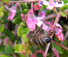 Honigbiene auf Moosbeere (Vaccinium oxycoccus)