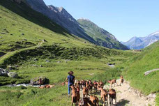 chèvres été alpage chaviere 