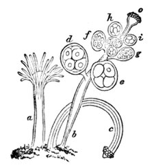 Hydractinia polyclina. Reproduktion aus Methods of Study in Natural History, 1864, S. 258.