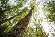 Jeux éducatifs : La forêt en jeux