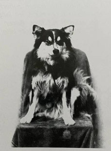 Wolfsspitz schwarzmarken Keeshond Breed history 