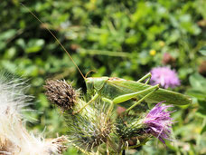 Foto: P. Roos, Gemeine Strauchschrecke