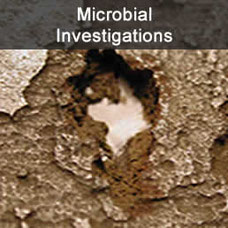 microbial-investigation