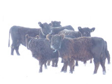 Galloway gerüstet für jedes Wetter