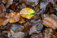 La forêt favorise l'infiltration de l'eau dans les sols.
