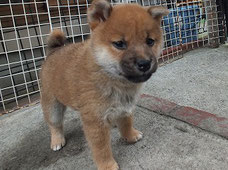 柴子犬の画像