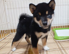 柴子犬の画像