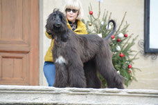 Multi-Ch. Drishaun Black Masquerade