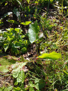 Rumex patience et piqûres d'insectes ou d'orties Coubortiges, sur la commune de Pouffonds, à quelques kilomètres de Melle en Sud Deux-Sèvres