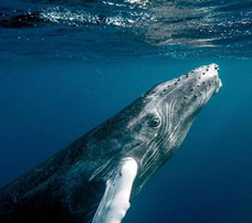 DICTÉE sur les ANIMAUX - Cm2 - baleine