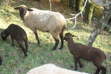 Zuchtschaf
