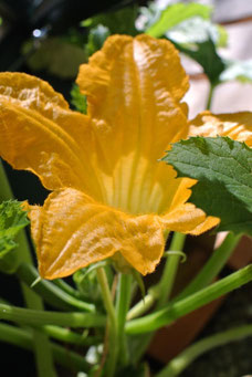 Zucchini-Blüten schmecken auch gut in der Zucchini-Soße