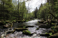 Die Moldauschlucht.