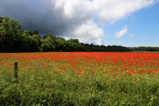 Möhnblüte im Norden der Insel