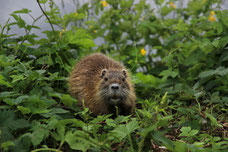 Nutria in Brandenburg.