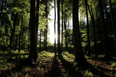 Böhmische Wälder.