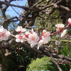 寺院の境内でひっそりと咲いていた梅の花