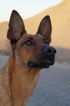 Tiergestützte Intervention
