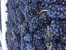 Oregon Pinot Noir cluster