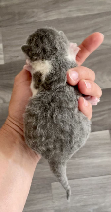 German Rex Kitten Baby Arktur