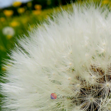 zarte weiße Schirmchen der Pusteblume,  luftig leicht fliegen ihre Samen mit dem Wind, auf zu neuen Plätzen, die sie mit ihrer wunderschönen gelben Blüte im nächsten Jahr erfreuen können ~  Löwenzahn - Dandelion - Taraxacum sect. Ruderalia