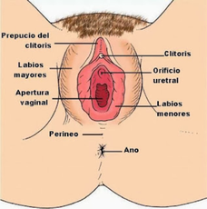 Sexologo online- terapia sexual online y de pareja