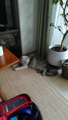 迷子猫,野良猫,動物保護,FeLV,FIV