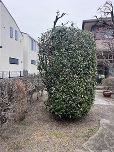 国立市で剪定する植木屋「纏造園」