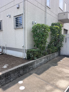 横浜市青葉区で剪定する植木屋「纏造園」