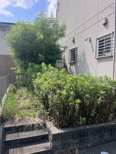 横浜市青葉区で剪定する植木屋「纏造園」