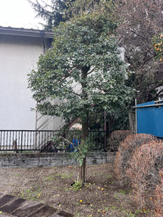 国立市で剪定する植木屋「纏造園」