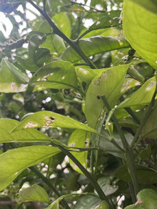 世田谷区で消毒する植木屋「纏造園」