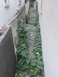 目黒区で除草する植木屋「纏造園」
