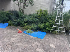 立川市で剪定刈込する植木屋「纏造園」