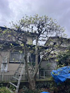 八王子市で剪定する植木屋「纏造園」