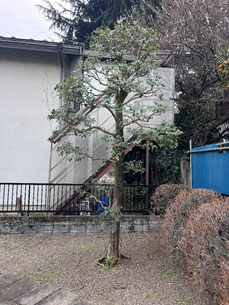 国立市で剪定する植木屋「纏造園」