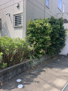 横浜市青葉区で剪定する植木屋「纏造園」