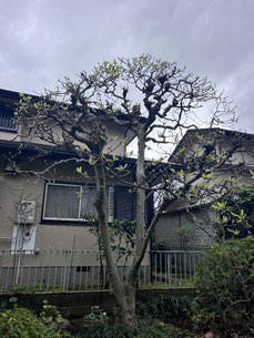 八王子市で剪定する植木屋「纏造園」